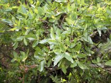 Pistacia-mutica_ветвь